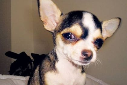 Policia Nacional de España detuvo a cinco personas tras encontrar un criadero ilegal de chihuahuas y vendían por hasta 3000 euros