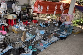 Policía rescata a cientos de gatos para consumo humano en Vietnam tras una redada