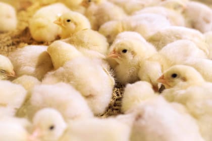 Pollitos bebé en un criadero