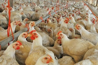 Avicultura: una oportunidad para cambiar la matriz productiva