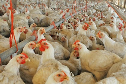 Pollo y huevo representan un consumo de 67 kilos de consumo de proteína animal