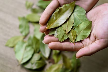 Poner laurel en agua: el ritual asociado con la prosperidad y la renovación