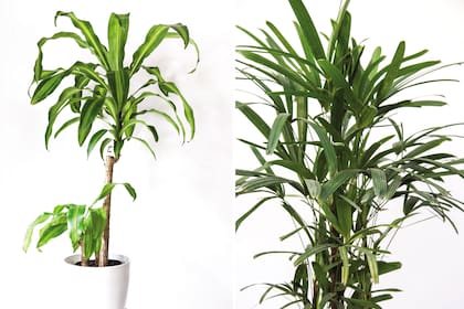 Popularmente conocida como palo de agua (izquierda), la Dracaena fragans es una especie valorada para interiores de espacios laborales por su capacidad de absorber contaminantes asociados con barnices y aceites. Rhapis excelsa (derecha) es la palmera más adecuada para su cultivo en contenedor en interiores por su lento crecimiento.