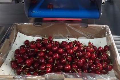 Por año la empresa produce 3 millones de kilos de cerezas
