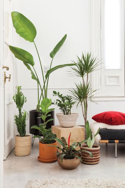 Por detrás, una Strelitzia nicolai y una Dracaena marginata; sobre el banco de madera una Zamioculcas zamiifolia; en el canasto, una Euphorbia trigona, que deberá sacarse al exterior cada tanto y un Ficus pandurata. Completan Vriesea splendens y una Sansevieria trifasciata. Crédito: Tienda Parterre