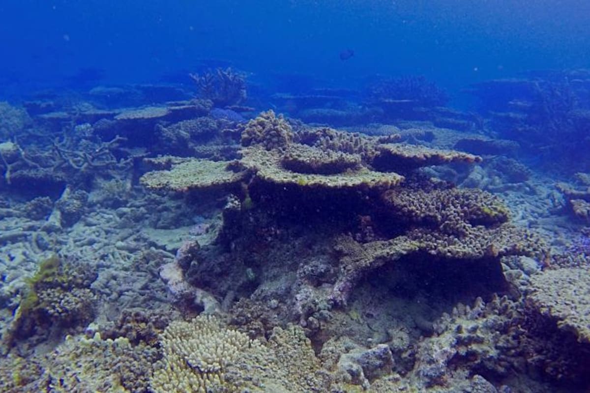 Por el calentamiento, la Gran Barrera de Coral perdió más de la mitad de sus corales desde 1995