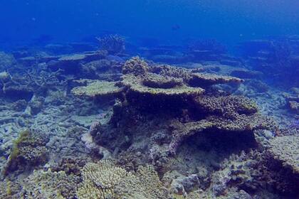Por el calentamiento, la Gran Barrera de Coral perdió más de la mitad de sus corales desde 1995