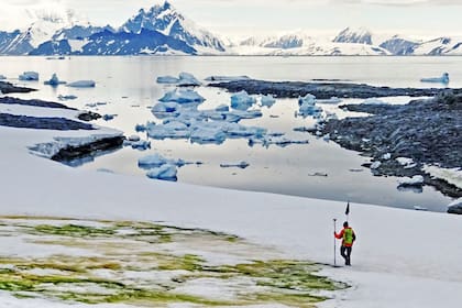 Por el cambio climático la Antártida se tiñe de verde
