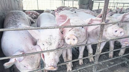 Por el cambio de comederos desperdician menos alimentos