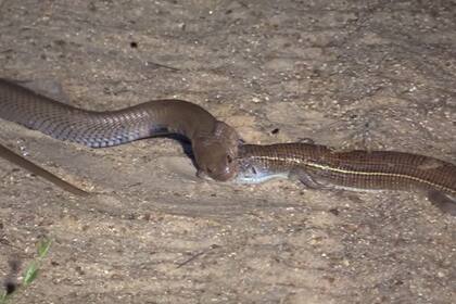 Por el efecto paralizante, el lagarto estaba casi inmóvil