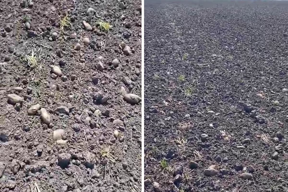 Por el exceso de oferta y la caída del consumo, los precios se derrumbaron un 50% en un año