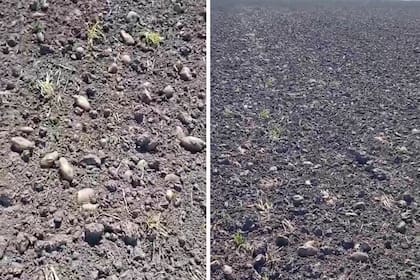 Por el exceso de oferta y la caída del consumo, los precios se derrumbaron un 50% en un año