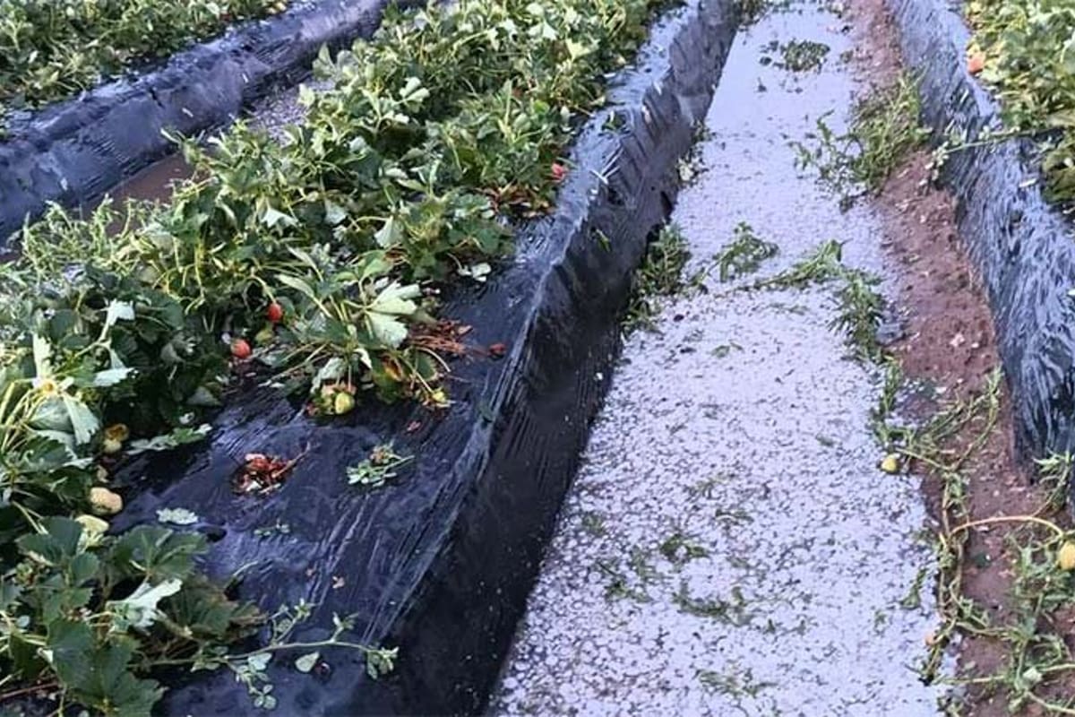 Por el granizo se perdieron 1.400.000 kilos de frutilla de la zona de Coronda