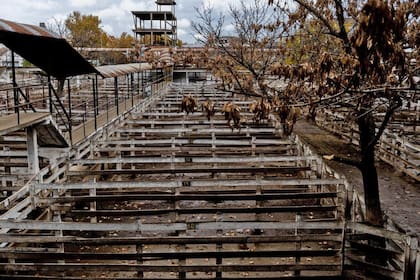 Por el paro del campo el mercado de Liniers se encuentra vacío y sin movimiento