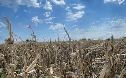 Por eso, hoy estos maíces en planta representan un alto riesgo; por un lado, se necesitan que sequen los caminos rurales y los suelos y, por otro, que la logística fluya más o menos normal