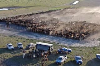 Investigan la usurpación de miles de hectáreas y secuestran vacas por $750 millones