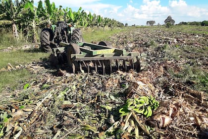 Por falta de rentabilidad, pequeños productores de la zona de Laguna Naineck destruyeron sus plantaciones de banana de más de 30 años