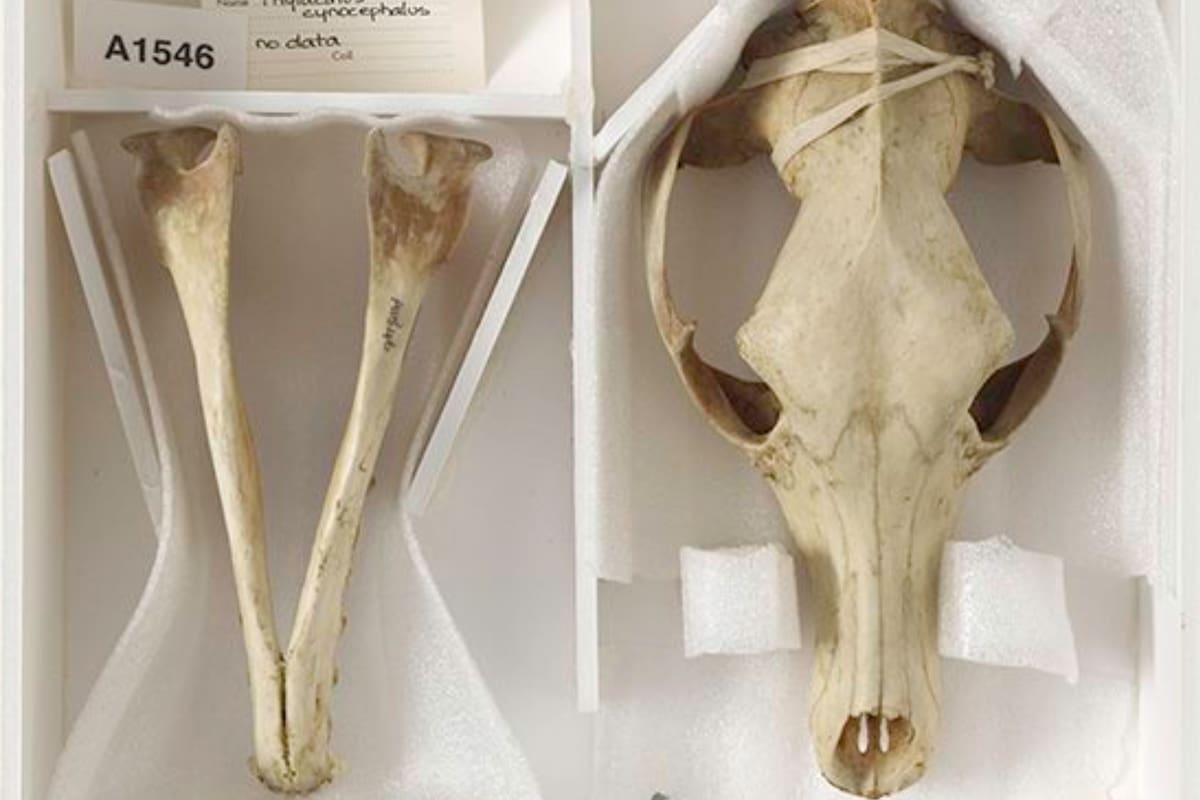 Por fin se supo qué ocurrió con los restos del último tigre de Tasmania