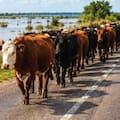 Preparan el retiro de 15.000 vacas para que no se las lleve el agua