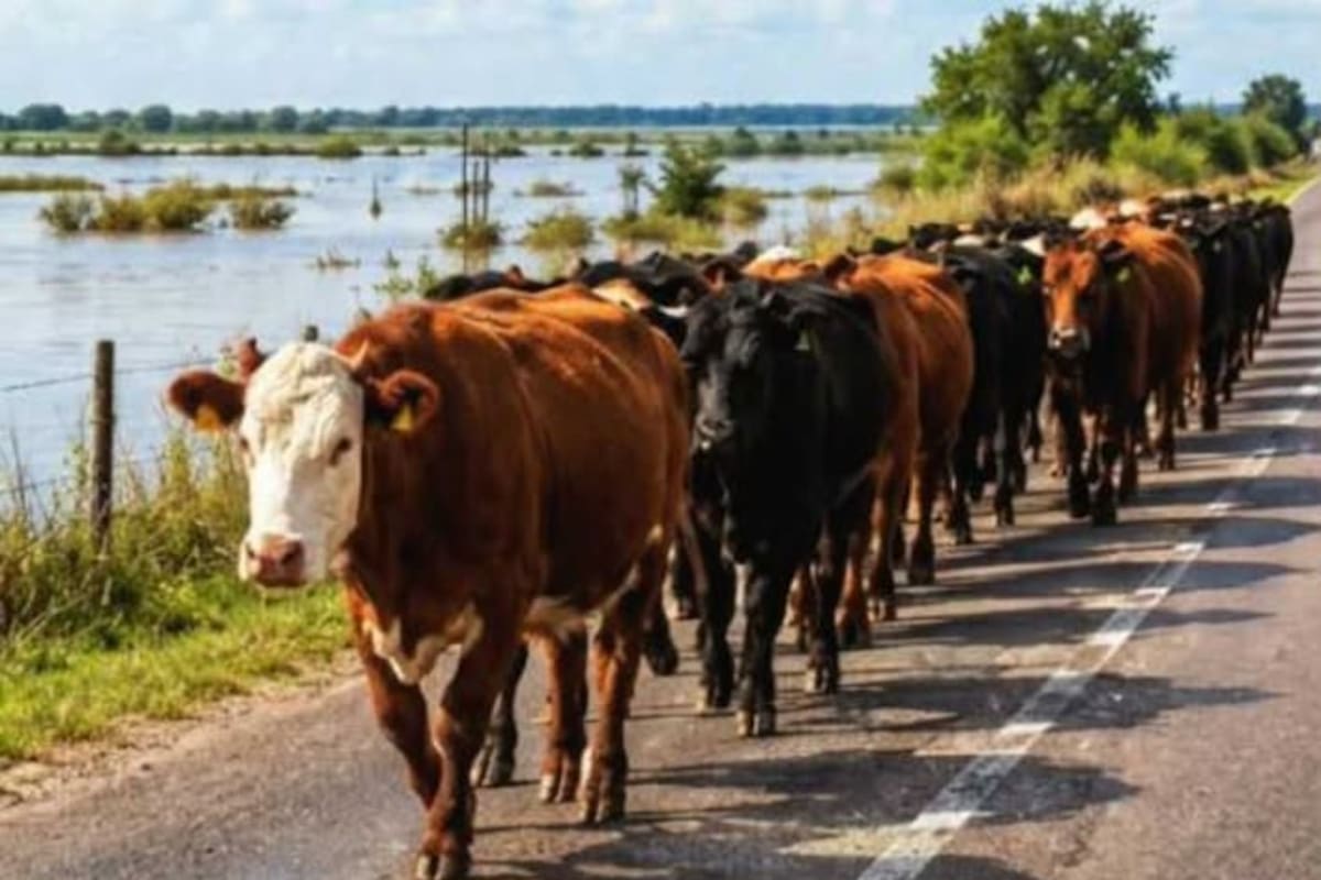 Por la banquina de la ruta provincial 1, los animales retirados de las islas son trasladados a campos altos