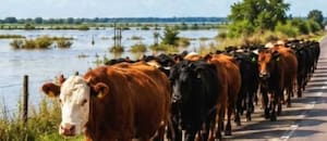 Preparan el retiro de 15.000 vacas para que no se las lleve el agua