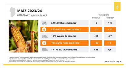 Por la chicharrita, el valor de la cosecha de maíz caería al menos USD 1.130 millones