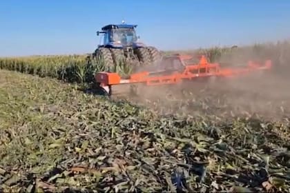 Por la chicharrita, en la zona de Bandera, Santiago del Estero, destruyen lotes con maíz. Captura video Agroperfiles