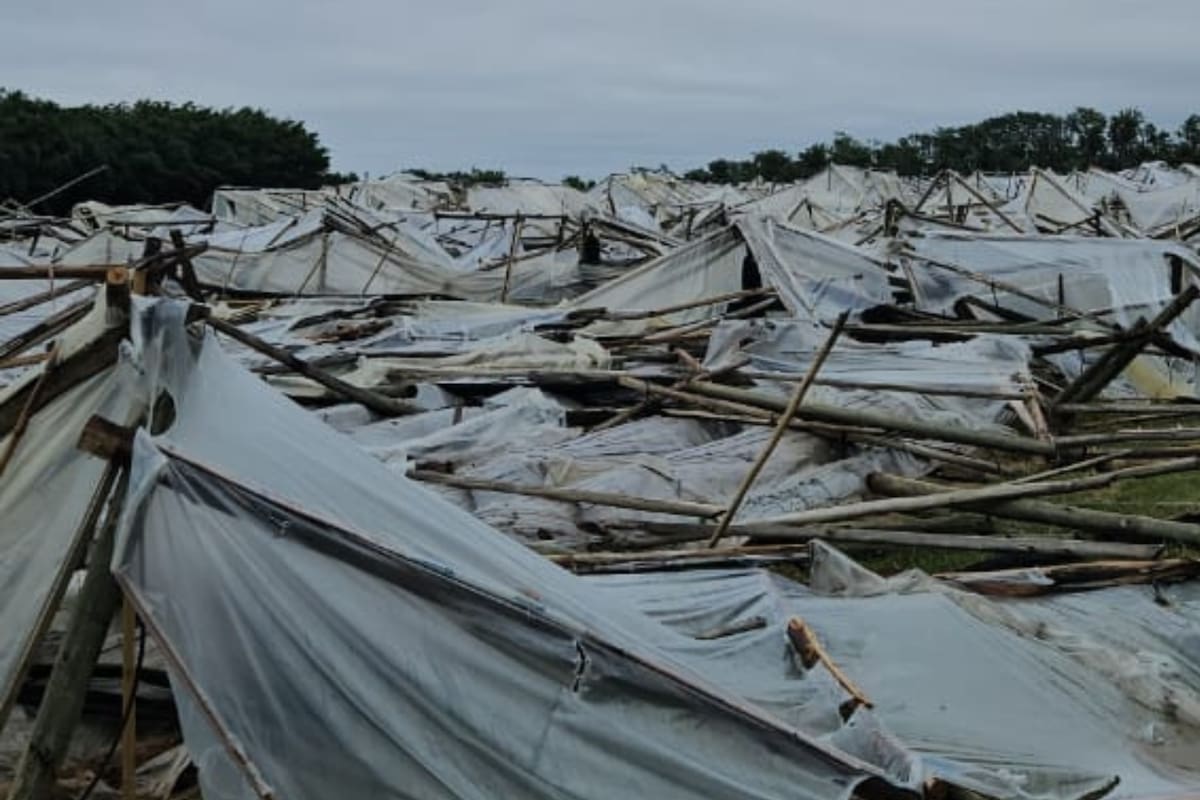 Por la destrucción de los invernaderos los productores no disponen de espacio para ubicar los plantines
