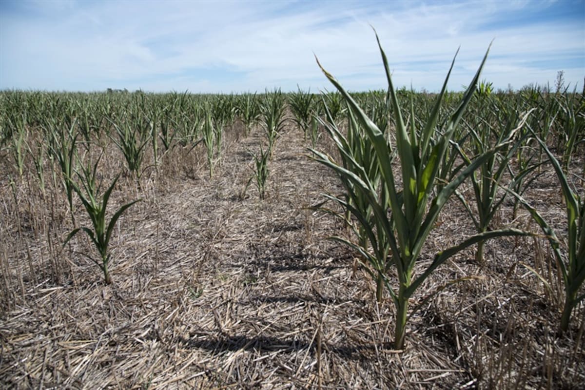 Por la falta de agua, el maíz detuvo su crecimiento en la zona de Sanford, Santa Fe