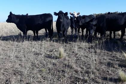 Por la falta de lluvia en la región, el productor perdió 100 hectáreas de producción de sorgo para pastoreo