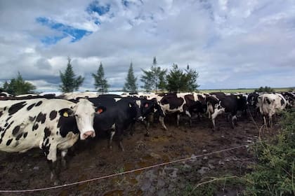Por la falta de pasturas, en muchos tambos se recurrió a forraje en rollo en vez de un silo muy encarecido; hoy, la parte alimentaria en la mayoría de los establecimientos está muy complicada