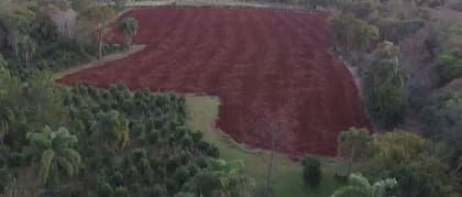 Por la falta de rentabilidad, los productores están eliminando teales para plantar otra cosa o incluso lotear sus chacras
