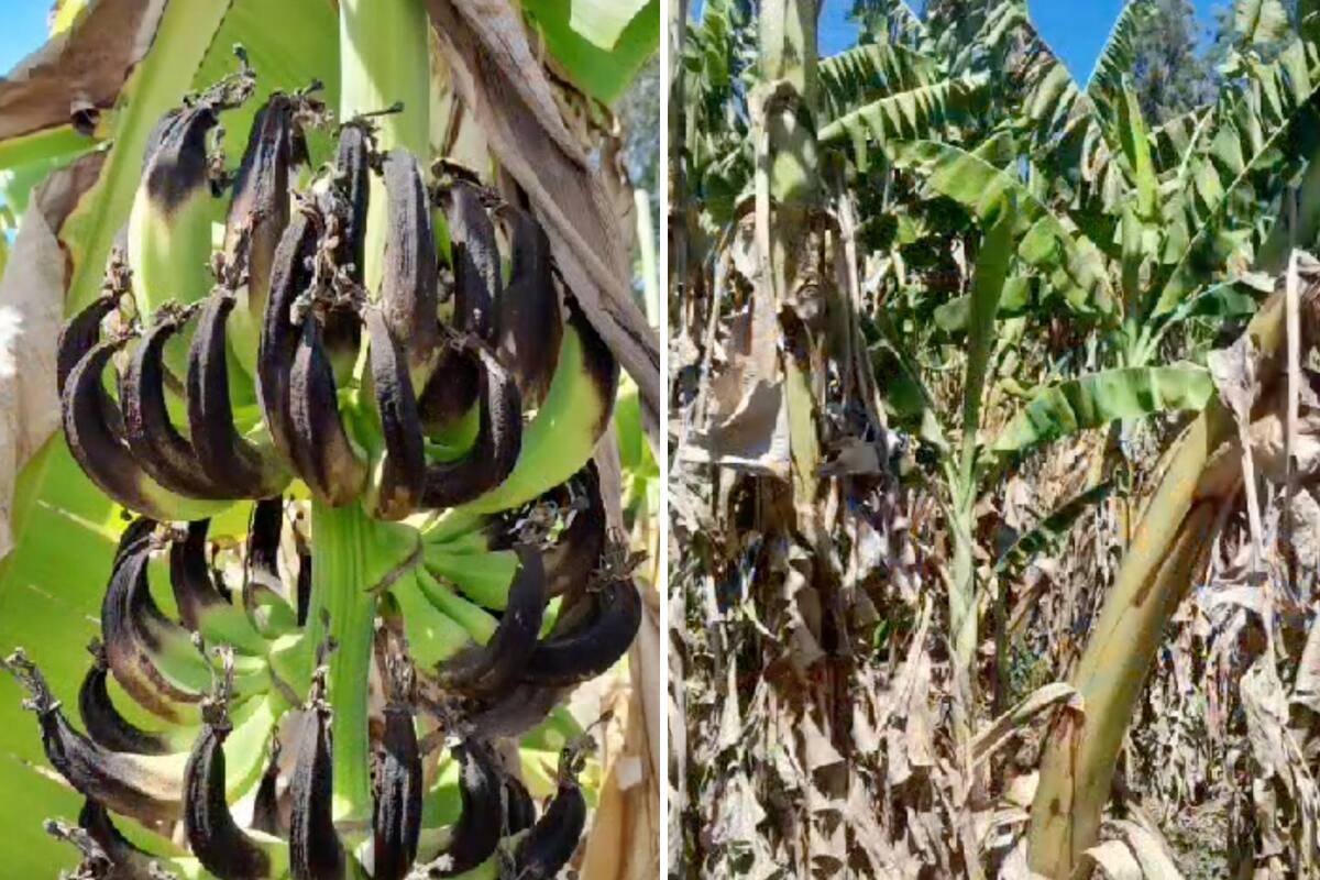 Por la feroz sequía que afecta la zona de Laguna Naineck, en la provincia de Formosa, el estado de los cultivos es calamitoso