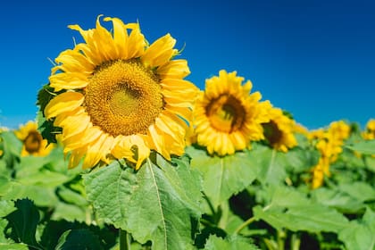 Por la necesidad de fondos, el girasol se vendió inmediatamente de cosechado