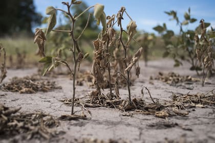 El rinde promedio cayó 33% por la sequía