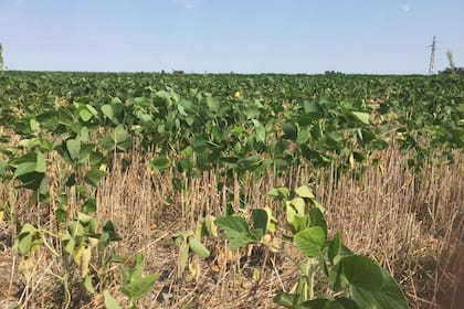 Por la sequía, en la Argentina habrá menor producción
