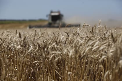 Por la sequía, en la última campaña bajó 50% la cosecha de trigo