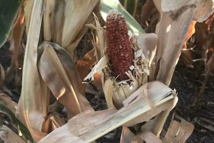 Por la sequía, en muchas zonas las espigas de maíz no llenaron granos