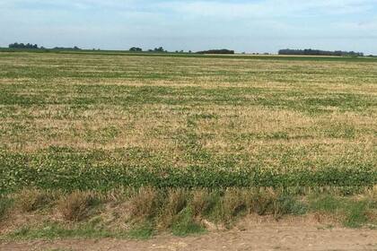 Por la sequía, en soja se espera una cosecha de 47 millones de toneladas, según la Bolsa de Cereales porteña