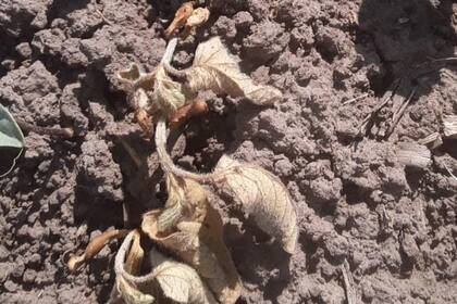 Por la sequía hay muerte de plantas en la zona agrícola núcleo. Hay 2 millones de hectáreas en "condiciones críticas". La situación compromete el ingreso de divisas para 2023