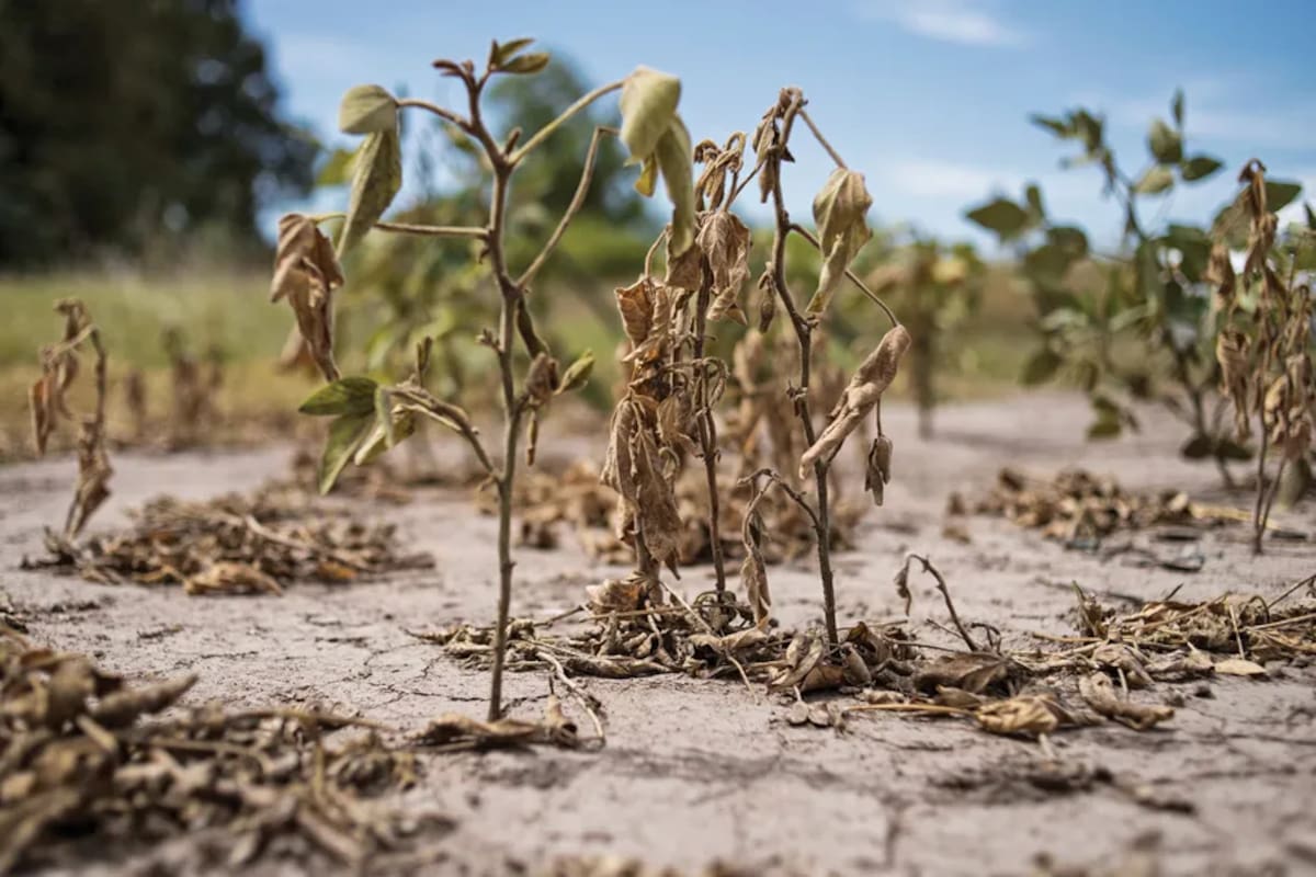 Por la sequía los rindes en el agro cayeron fuerte