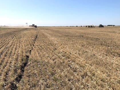 Por la sequía, muchos productores hicieron rollos con la cebada y el trigo