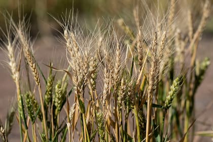 Se perderán más de 10 millones de toneladas del cereal por la sequía