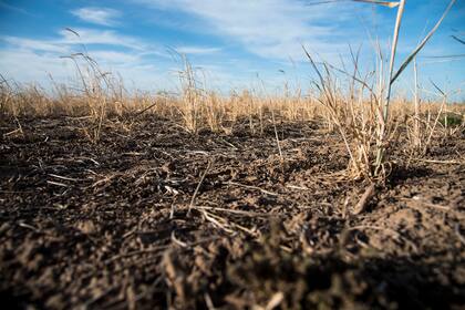 La sequía es una de las consecuencias del cambio climático, el año pasado y este los campos santafecinos sufrieron el fenómeno