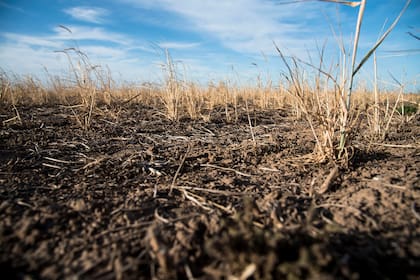 Por la sequia que se viene dando en la zona central del pais, se registran grandes perdidas en los cultivos de trigo principalmente. Muchos productores optan por no cosechar los cultivos por el bajisimo rinde que van a tener. En algunos casos las semillas ni siquiera prendieron.