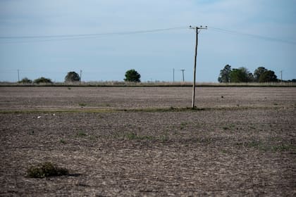 Por la sequia que se viene dando en la zona central del pais, se registran grandes perdidas en los cultivos de trigo principalmente. Muchos productores optan por no cosechar los cultivos por el bajisimo rinde que van a tener. En algunos casos las semillas ni siquiera prendieron.
Campos con cultivos de trigo en la zona sur de la provincia de Santa Fe.