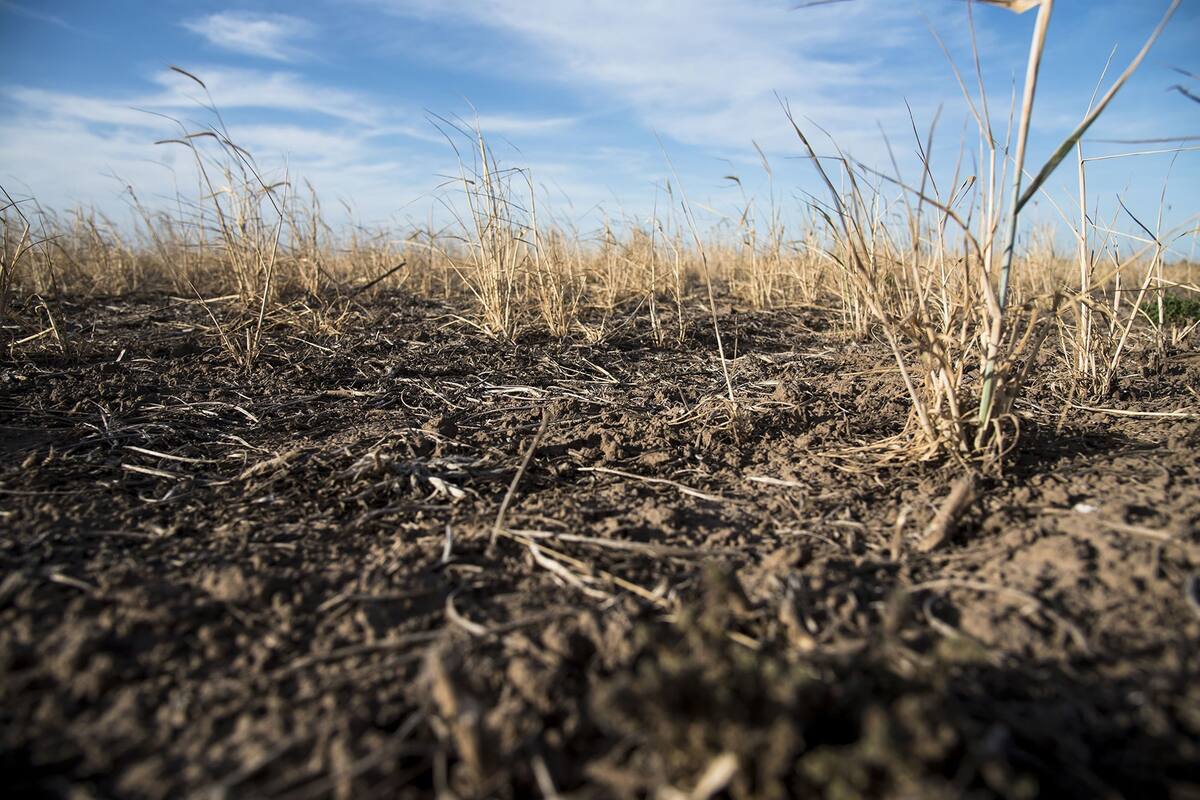 Por la sequia que se viene dando en la zona central del pais, se registran grandes perdidas en los cultivos de trigo principalmente. Muchos productores optan por no cosechar los cultivos por el bajisimo rinde que van a tener. En algunos casos las semillas ni siquiera prendieron.
Campos con cultivos de trigo en la zona sur de la provincia de Santa Fe.