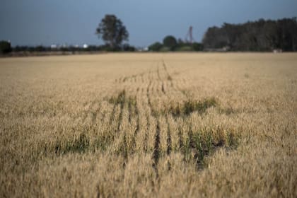 Por la sequia que se viene dando en la zona central del pais, se registran grandes perdidas en los cultivos de trigo principalmente. Muchos productores optan por no cosechar los cultivos por el bajisimo rinde que van a tener. En algunos casos las semillas ni siquiera prendieron.
Campos con cultivos de trigo en la zona sur de la provincia de Santa Fe.