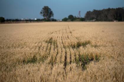Por la sequia que se viene dando en la zona central del pais, se registran grandes perdidas en los cultivos de trigo principalmente. Muchos productores optan por no cosechar los cultivos por el bajisimo rinde que van a tener. En algunos casos las semillas ni siquiera prendieron.
Campos con cultivos de trigo en la zona sur de la provincia de Santa Fe.