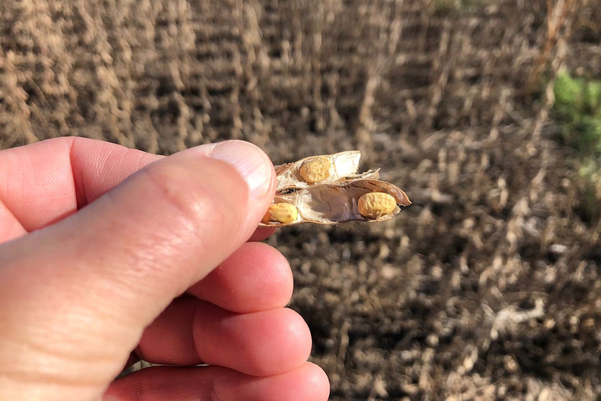 Por la sequía se derrumbó la producción de soja